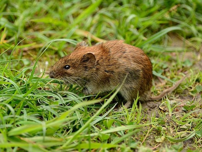 Zacatecas realizó un festival para degustar el caldo de rata de campo. Foto: Getty Images