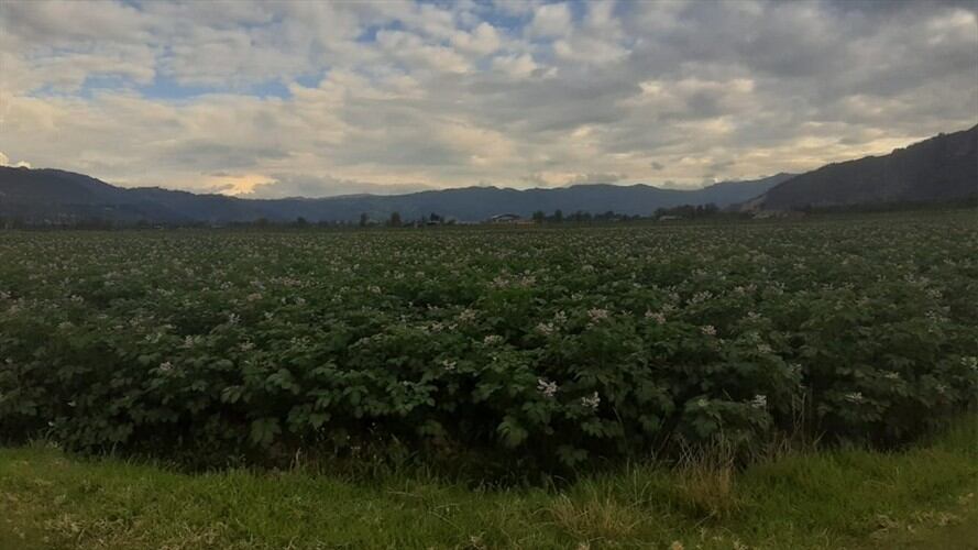“Es la única manera que tenemos para ayudar a esa pobre gente”, dice Hernando Torres Muñoz productor de papa.. Foto: La W