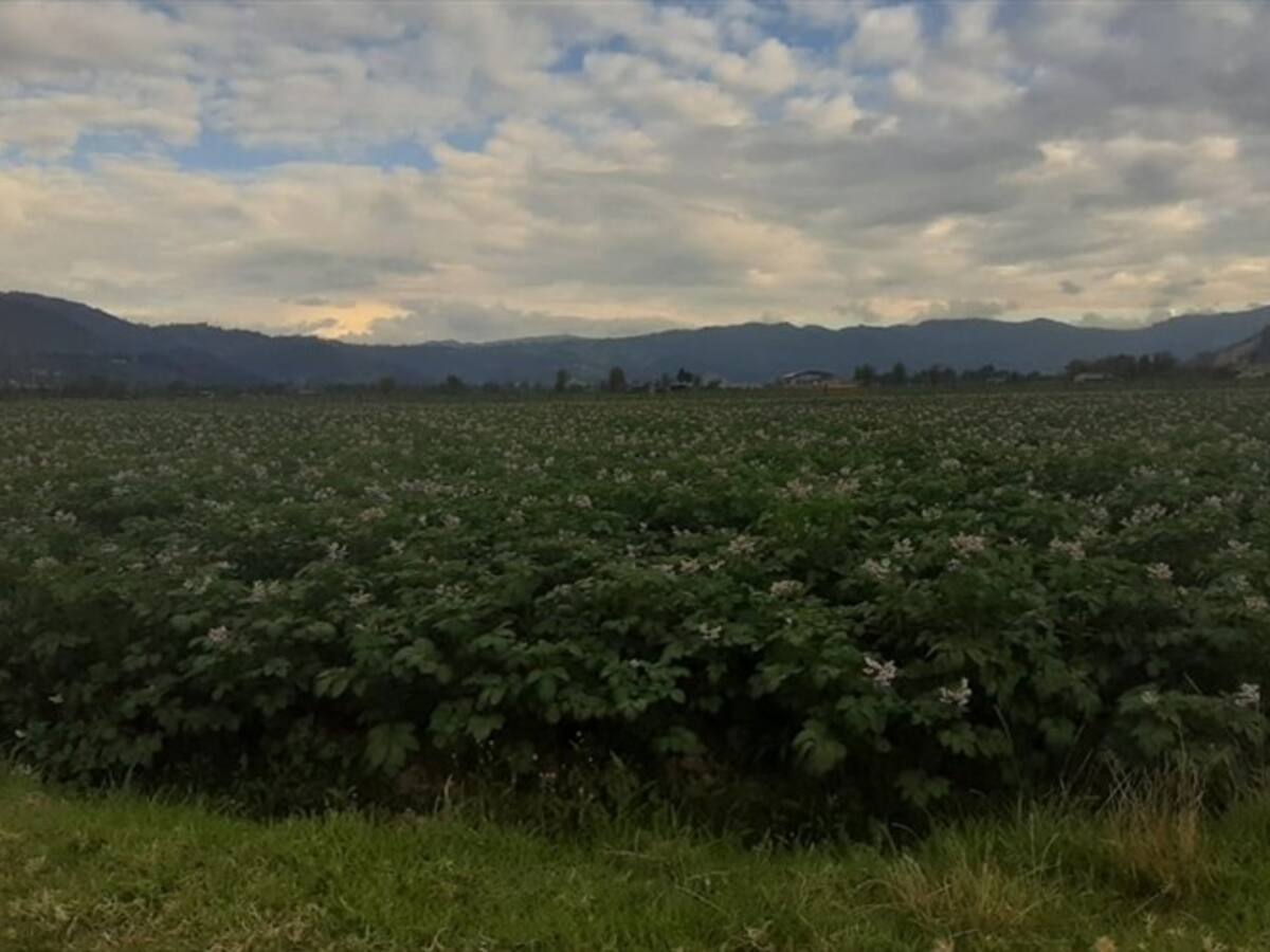 Campesinos en Úmbita se asocian para enviar ayudas humanitarias a familias en Bogotá