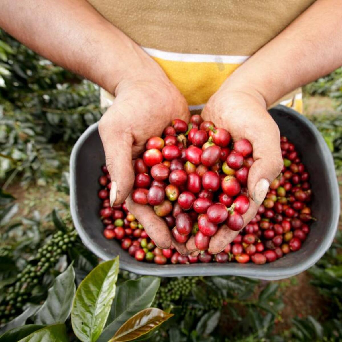 MinAgricultura asignó millonaria cifra para que cafeteros compren insumos agrícolas