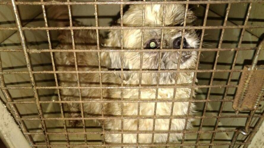 Perro encontrado en mal estado en veterinaria de Bogotá. Foto: Twitter: @FiscaliaCol