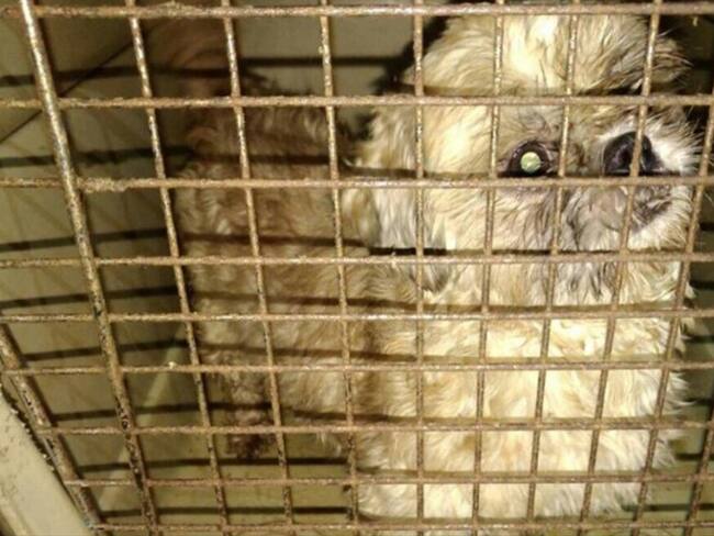 Perro encontrado en mal estado en veterinaria de Bogotá. Foto: Twitter: @FiscaliaCol