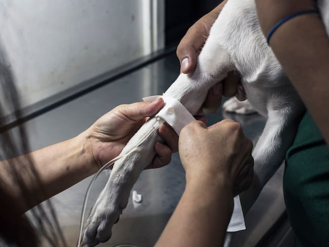 Imagen de referencia de moquillo en perros. Foto: Getty Images