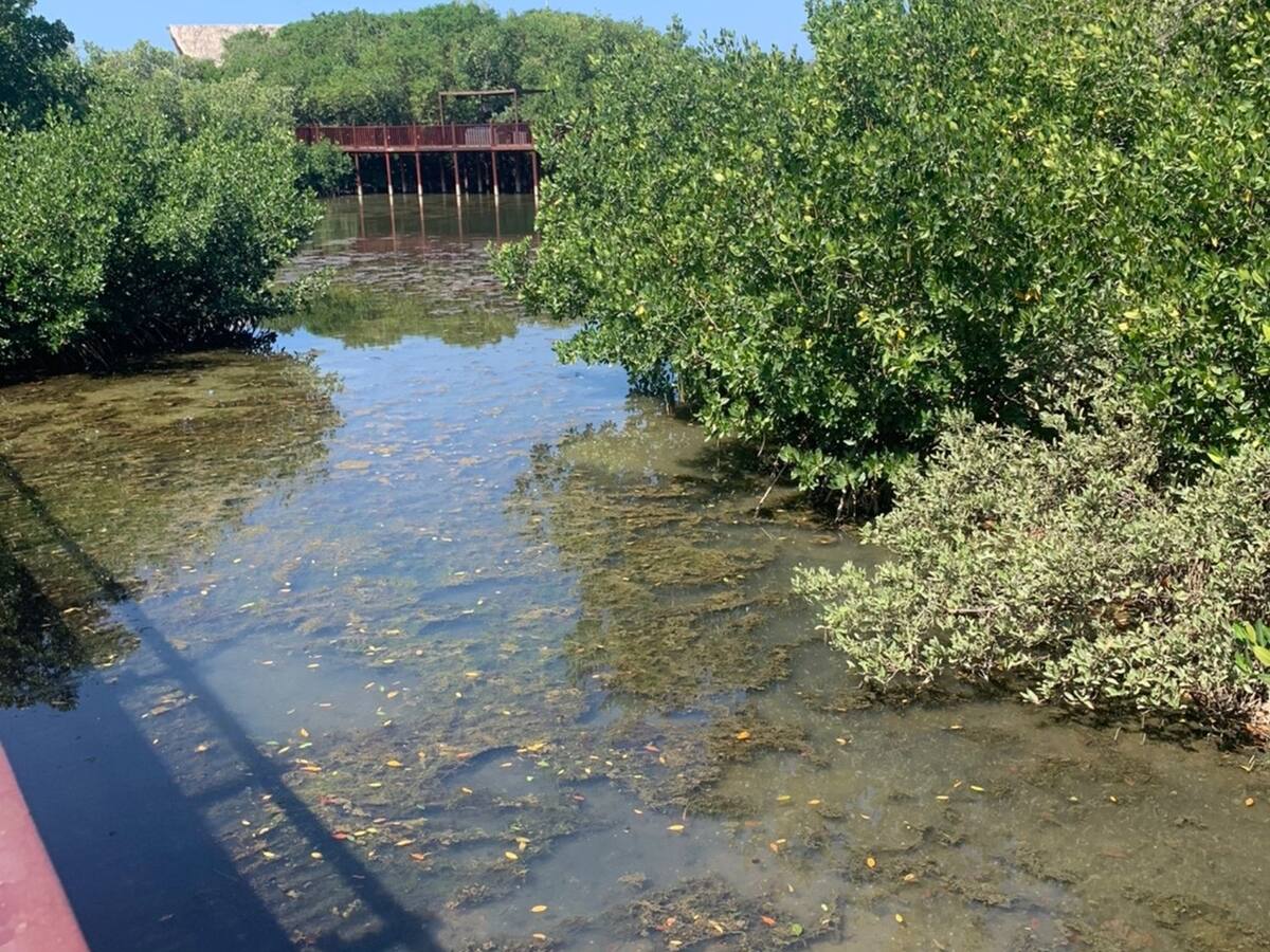 Denuncian contaminación en Lagos del Dulcino, zona protegida de Santa Marta