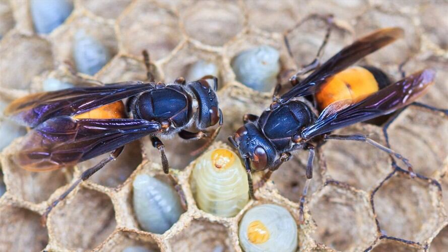 Este fue el primer nido de esta especie que se encuentra en Estados Unidos. Foto: Getty Images