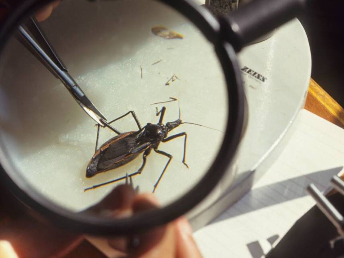 Enfermedad de Chagas: ¿Qué es y cómo disminuir el riesgo de contraerla?