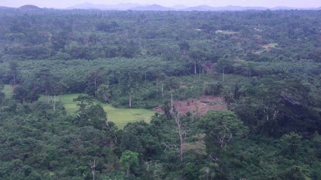 El Centro Aeroespacial Alemán creó un mapa que tiene por primera vez una descripción de las selvas tropicales que hay en nuestro planeta. . Foto: Getty Images