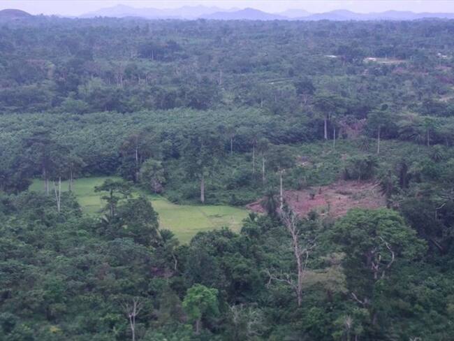 El Centro Aeroespacial Alemán creó un mapa que tiene por primera vez una descripción de las selvas tropicales que hay en nuestro planeta. . Foto: Getty Images