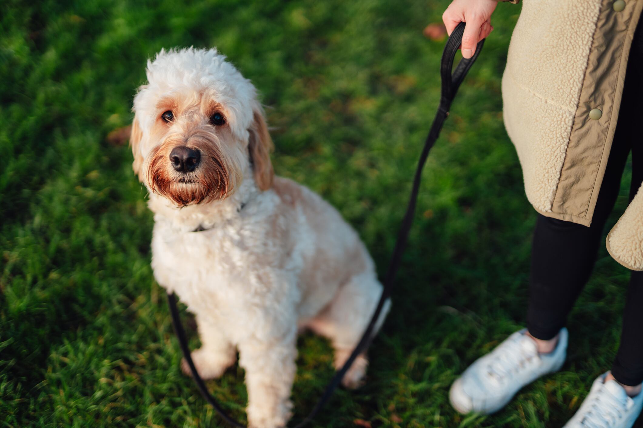 Imagen de referencia de perro de apoyo emocional. Foto: Getty Images.