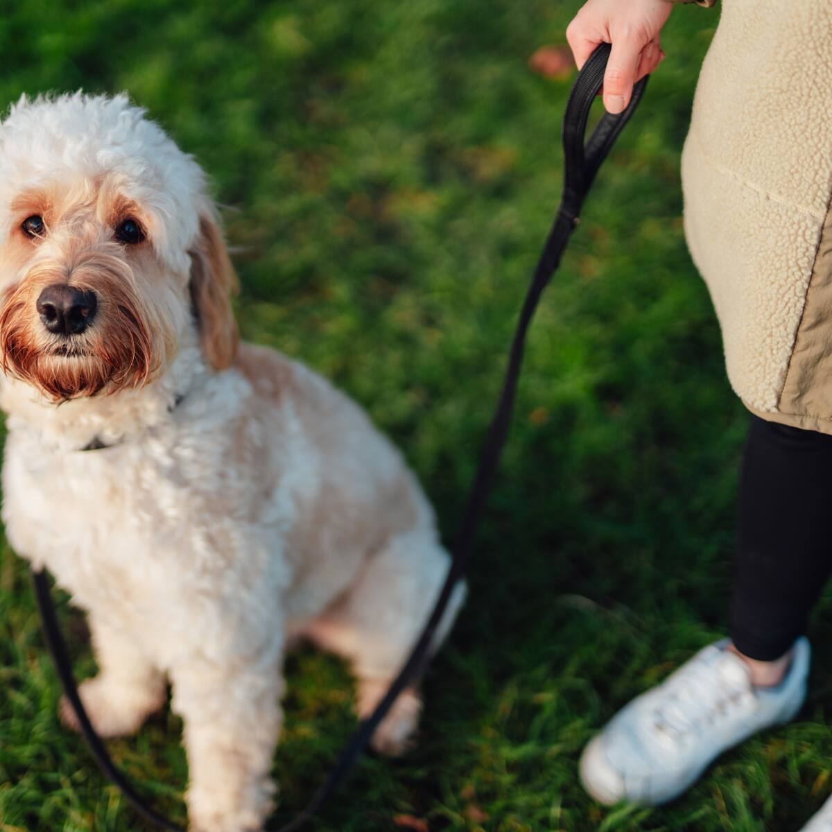 Ordenan facilitar acompañamiento de perros de apoyo emocional a estudiantes universitarios