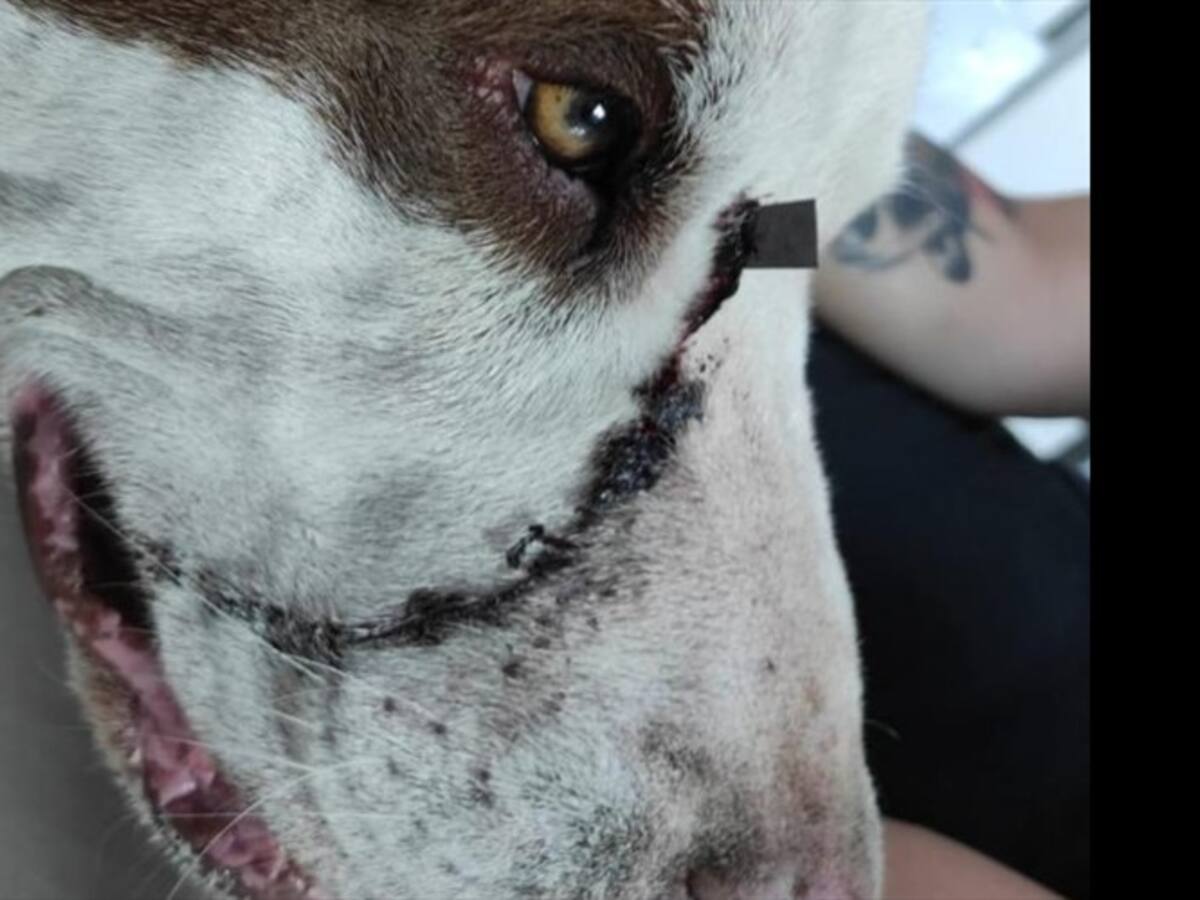 Fue judicializado un hombre que atacó con tijeras a un perro en vía a La Calera
