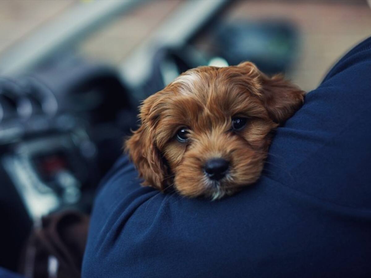 Denuncian que criadero al norte de Bogotá comercializa animales en mal estado