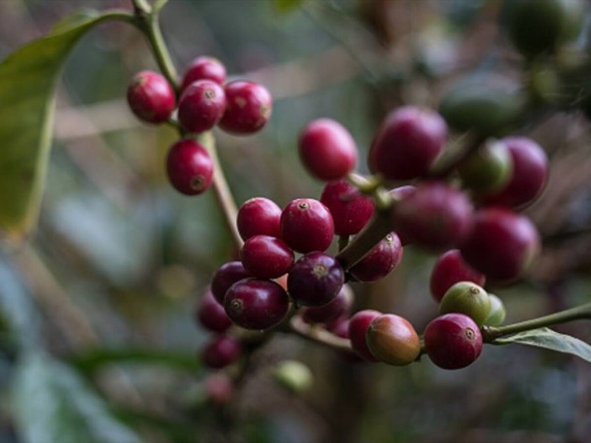 Cafeteros ya cuentan con $10 mil millones para iniciar programa de renovación de cafetales