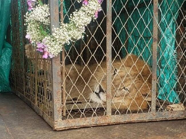 El león Júpiter falleció el miércoles 18 de marzo en la ciudad de Cali. Foto: Redacción W Radio