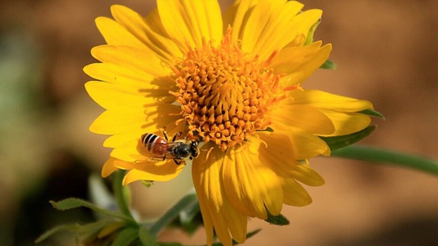 Fallo ordena a autoridades ambientales crear mesa para proteger a las abejas. Foto: Getty Images