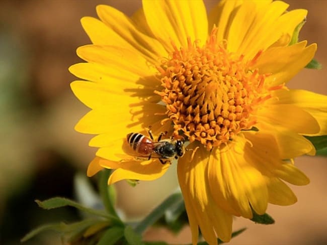 Fallo ordena a autoridades ambientales crear mesa para proteger a las abejas. Foto: Getty Images