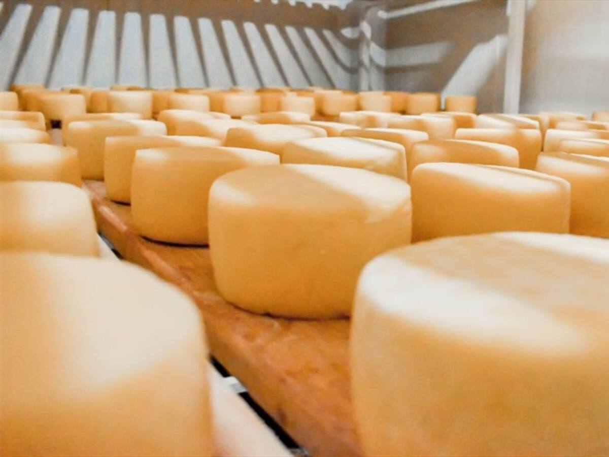 Así se reactivan campesinos y productores de queso Paipa en dos municipios de Boyacá