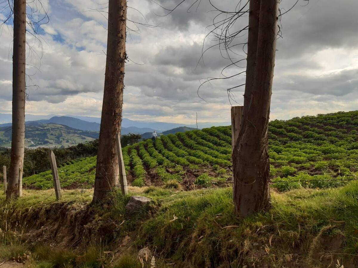 Dignidad Lechera considera insuficiente ley de insumos agropecuarios