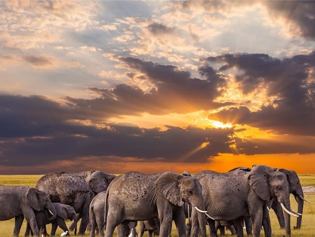El hombre huía de unos guardabosques cuando se encontró con una manada de elefantes. Foto: Getty Images