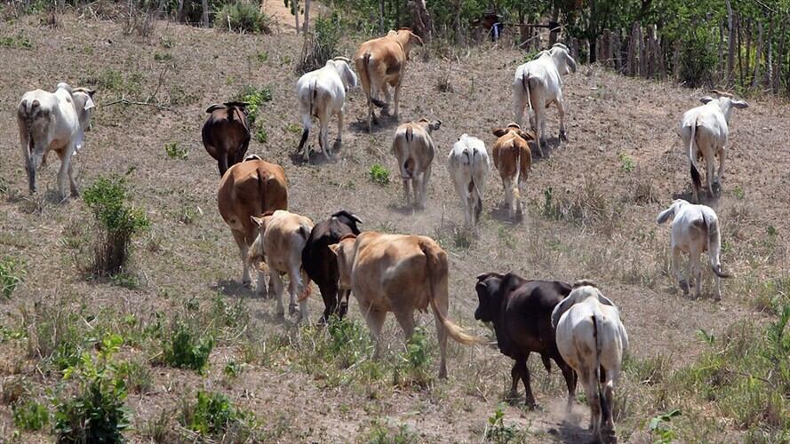 El viernes 11 de agosto culmina el sacrificio de reses. Foto: Colprensa
