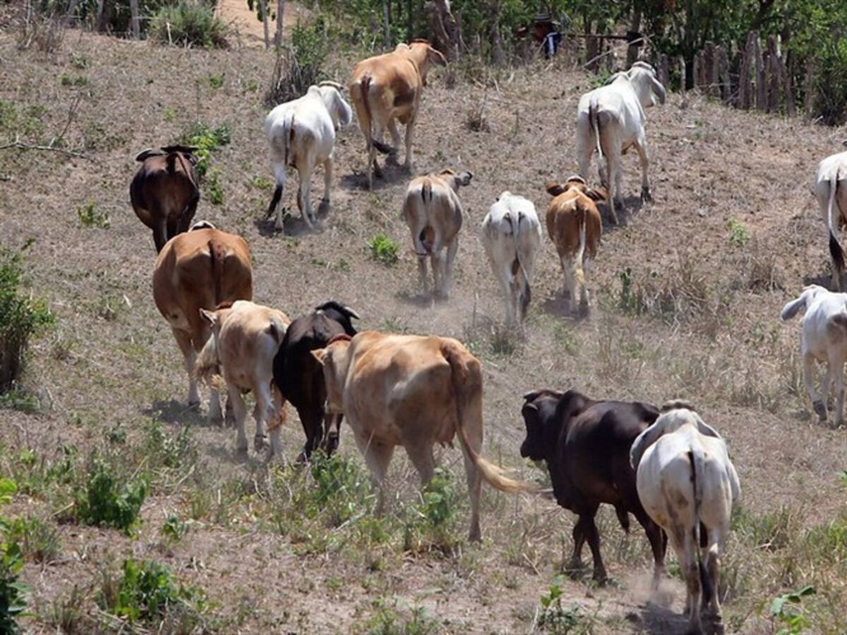 Tenemos en este momento el control de la fiebre aftosa: Minagricultura