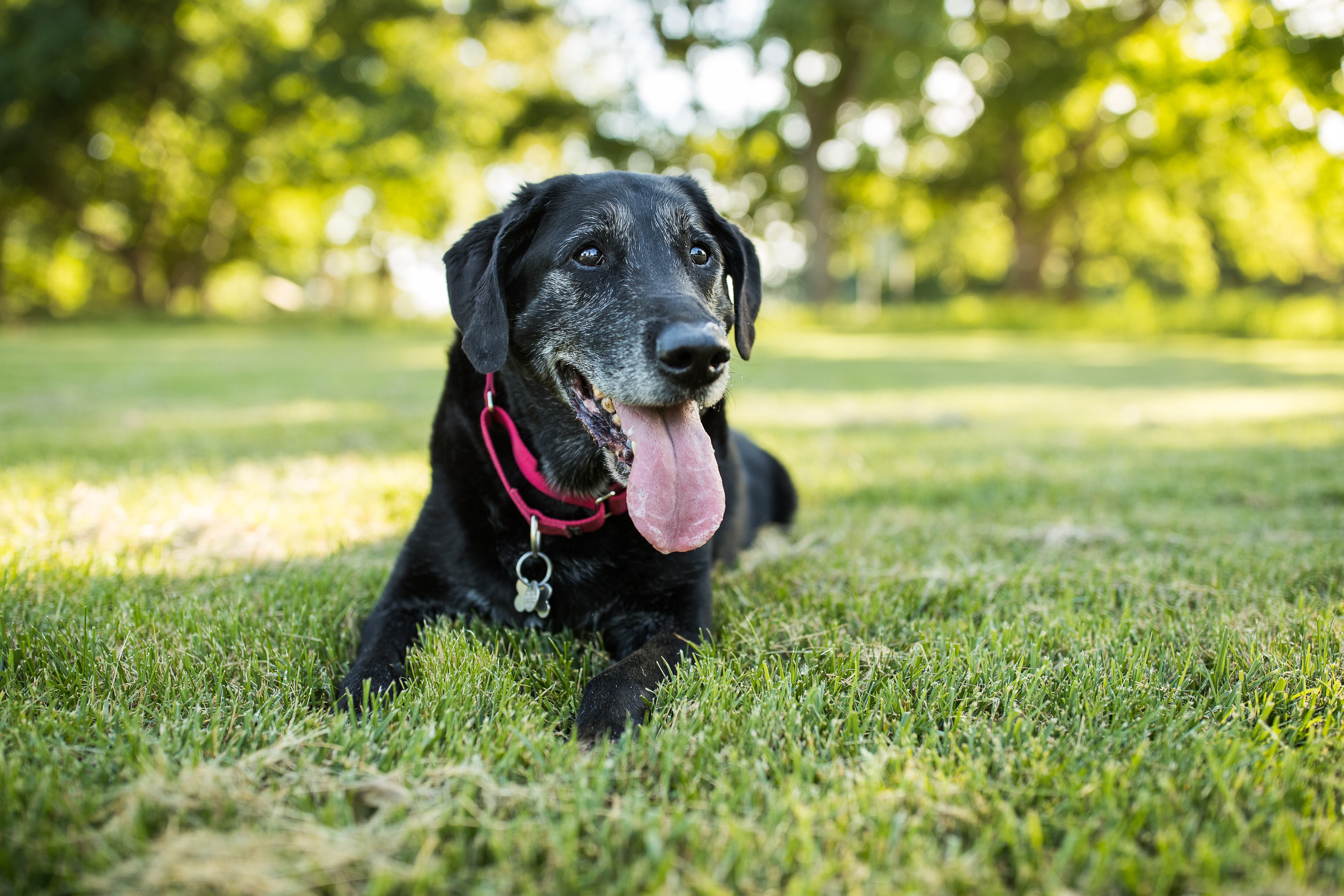 A senior Labrador Retriever dog lies down in grass in a park outdoors.