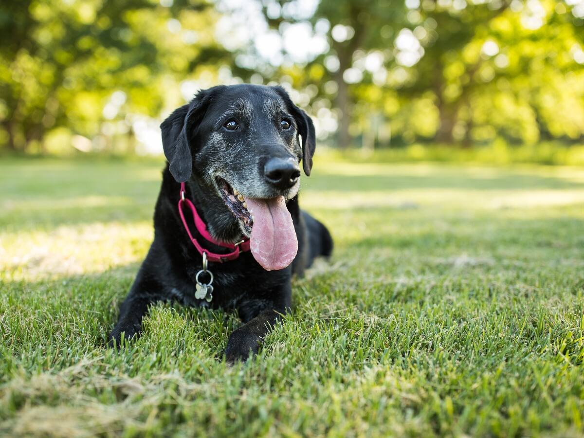 “Le he celebrado el cumpleaños a mis perros porque son mi familia”: Shoko Aventura