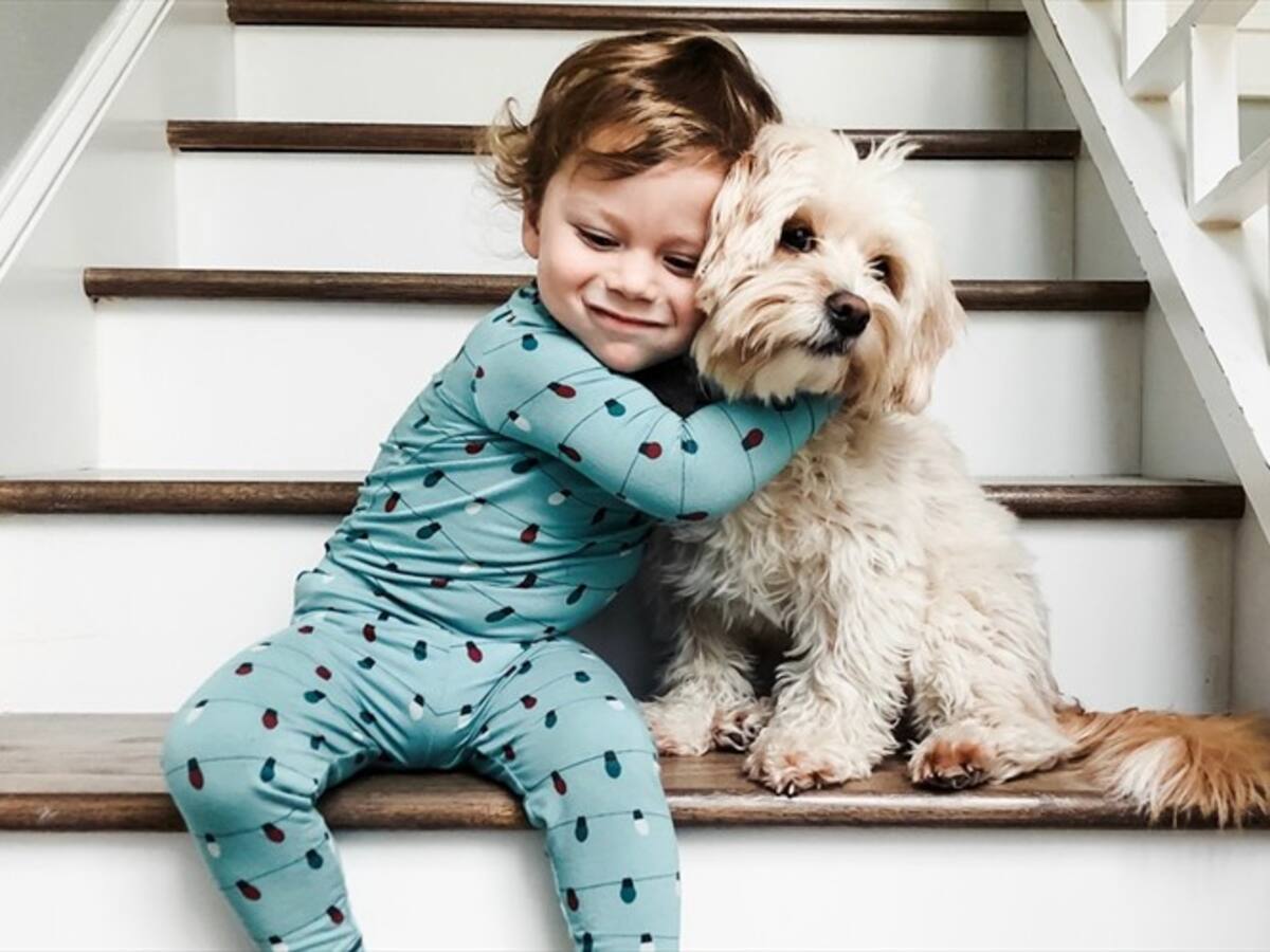 Instituto de protección y bienestar animal habilita adoptar animales virtualmente