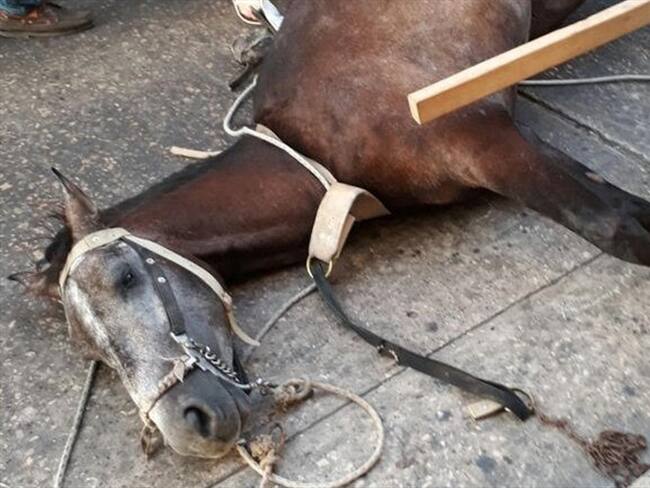 Cartagena: se desplomó caballo cochero en el centro histórico. Foto: La Wcon Julio Sánchez Cristo