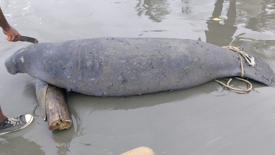 Hallan a un manatí muerto en playas de Puerto Escondido, Córdoba. Foto: CVS.