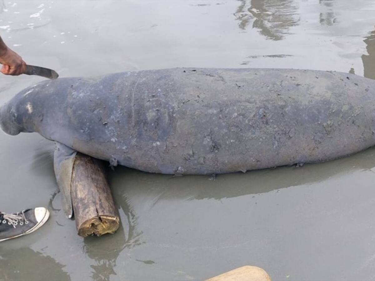 Hallan a un manatí muerto en playas de Puerto Escondido, Córdoba