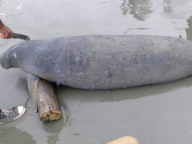 Hallan a un manatí muerto en playas de Puerto Escondido, Córdoba. Foto: CVS.