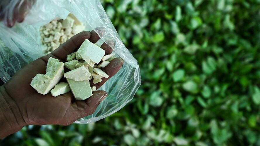 Los cultivos ilícitos de hoja de coca registraron un crecimiento de 17% hasta las 171.000 hectáreas. Foto: Getty Images
