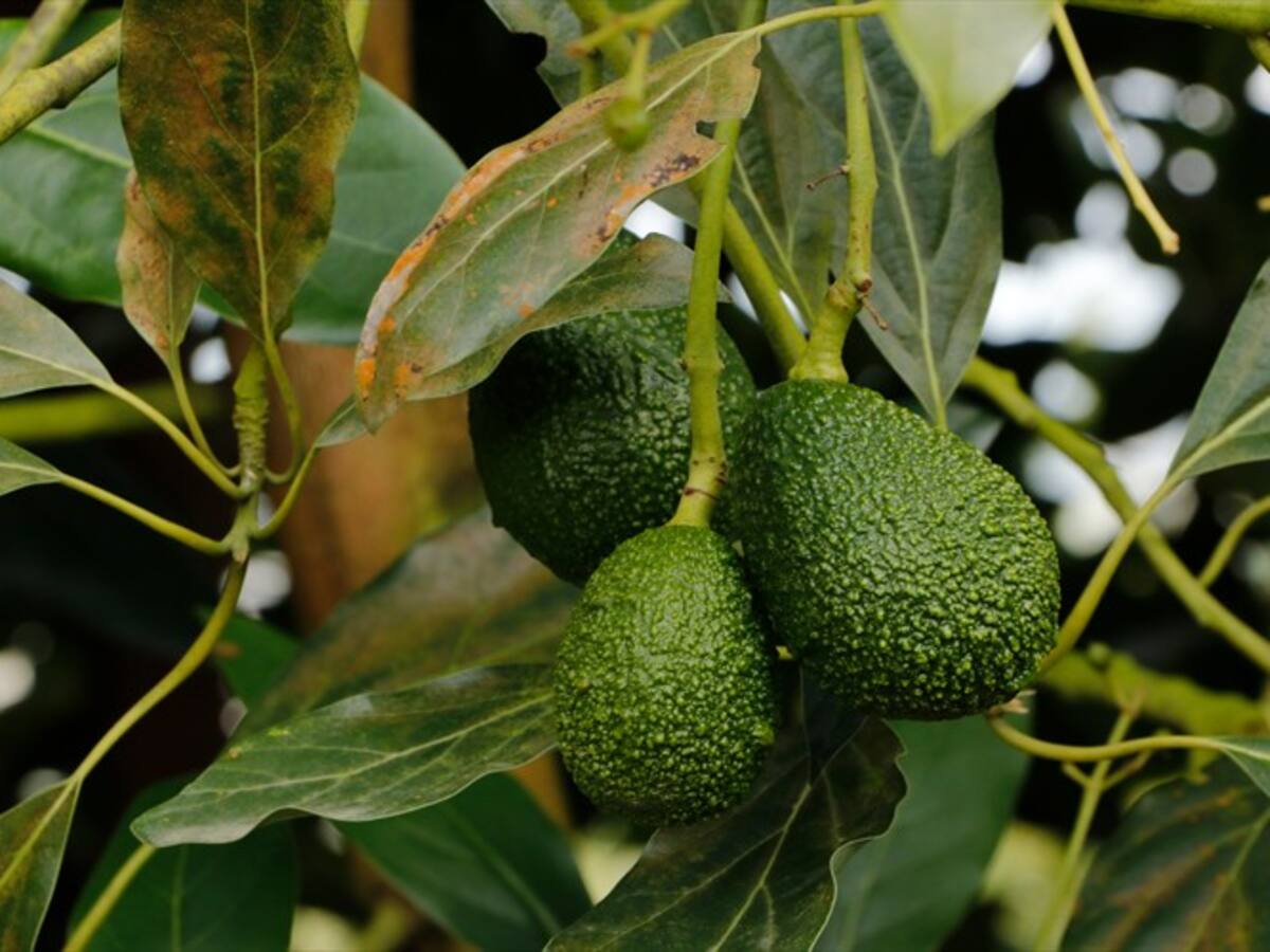 Una alternativa para el campo caldense