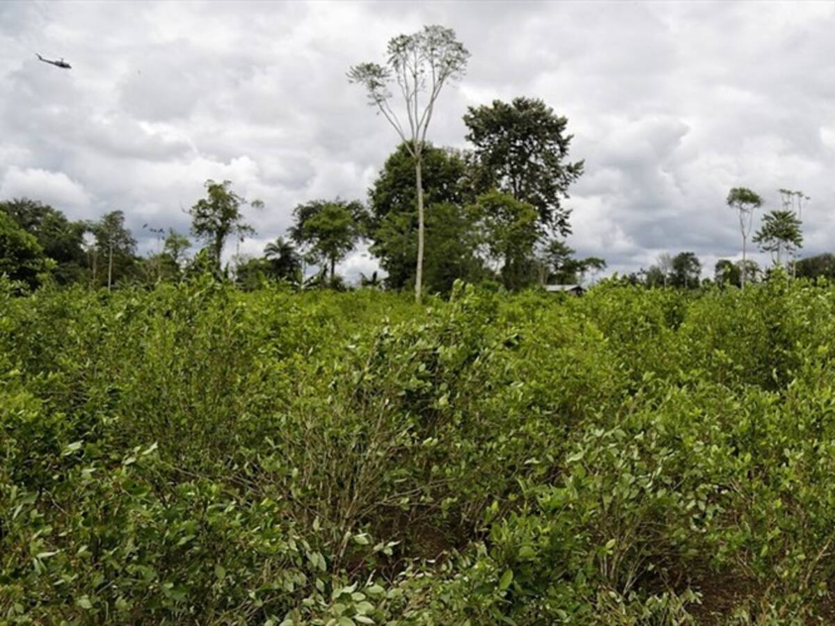 Tribunal ordena suspender labores de erradicación forzada en tres municipios del Cauca