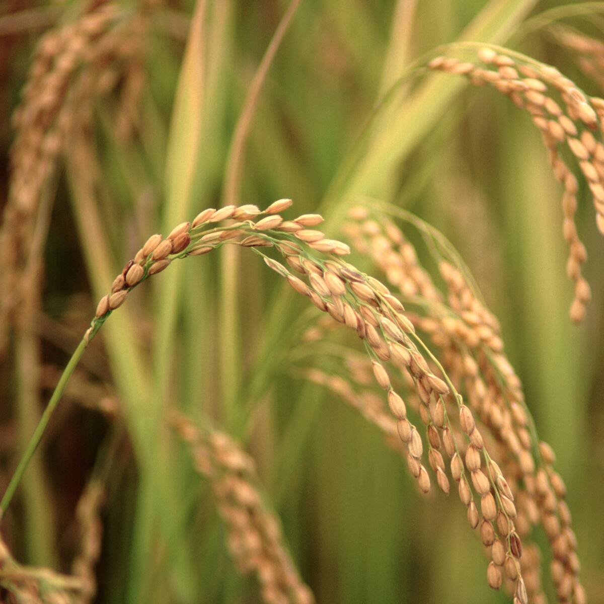Millonaria multa contra empresa de arroz Roa- Florhuila por no dar información