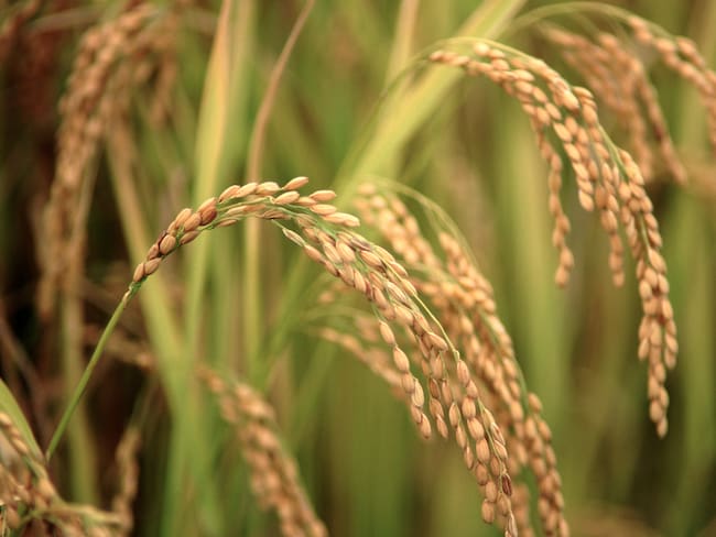 Imagen de referencia de arroz. Foto: Getty Images.