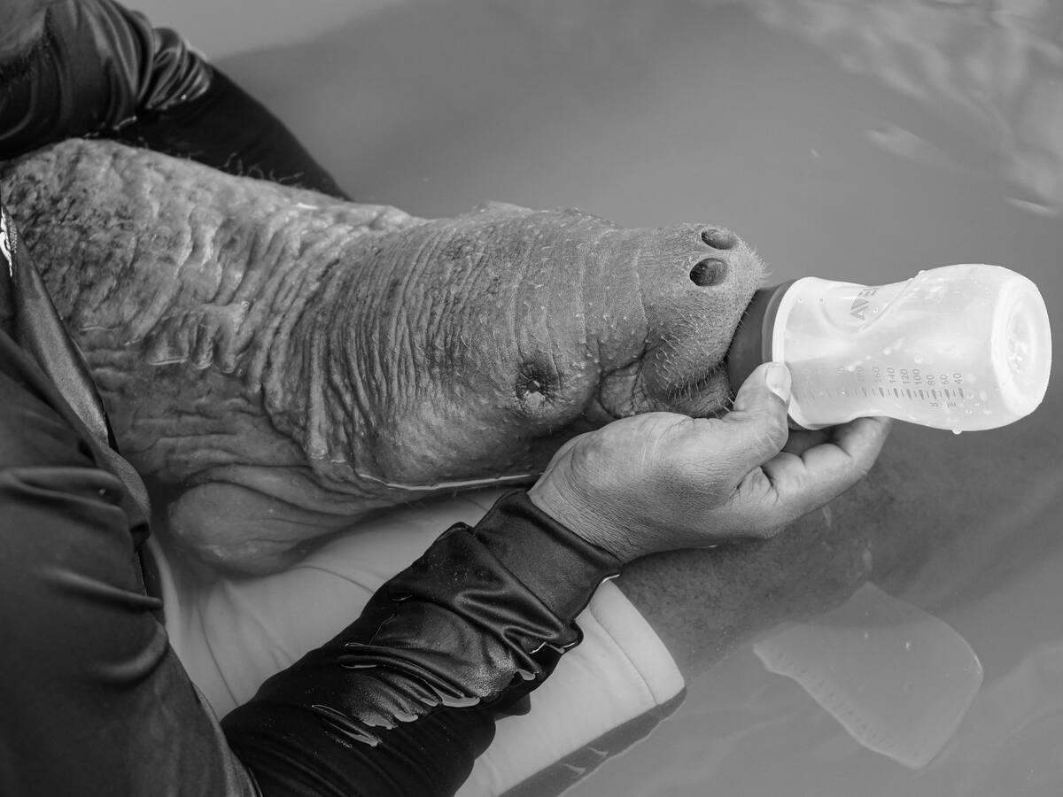 Impactos de la sequía en Córdoba: murió manatí que se encontró varada en una ciénaga