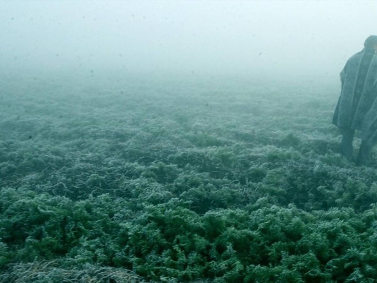 El Gobierno pidió no bajar la guardia ante heladas que se presentan en el país