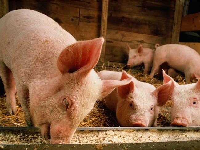 Alerta en el ICA por confirmación de peste porcina africana en República Dominicana. Foto: Getty Images