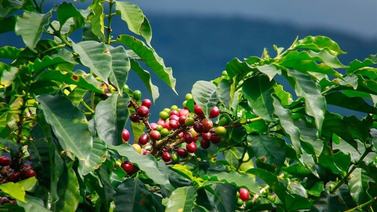 Producción de café cayó 20 % en enero