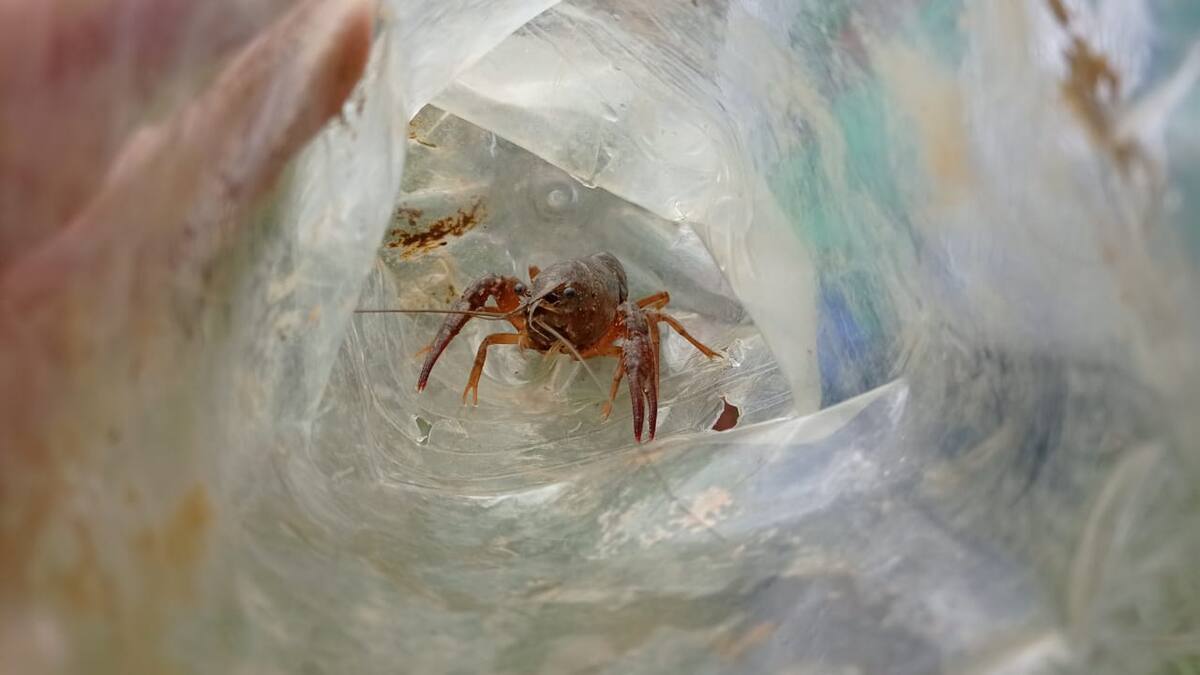 A Invasora Encontraron en Santander el cangrejo rojo, especie invasora y peligrosa ...