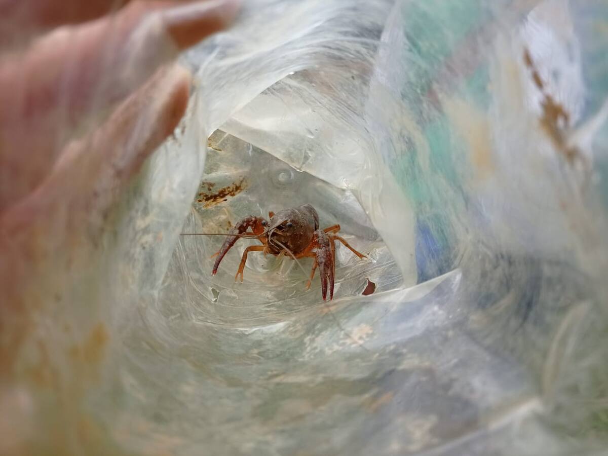 Encontraron en Santander el cangrejo rojo, especie invasora y peligrosa