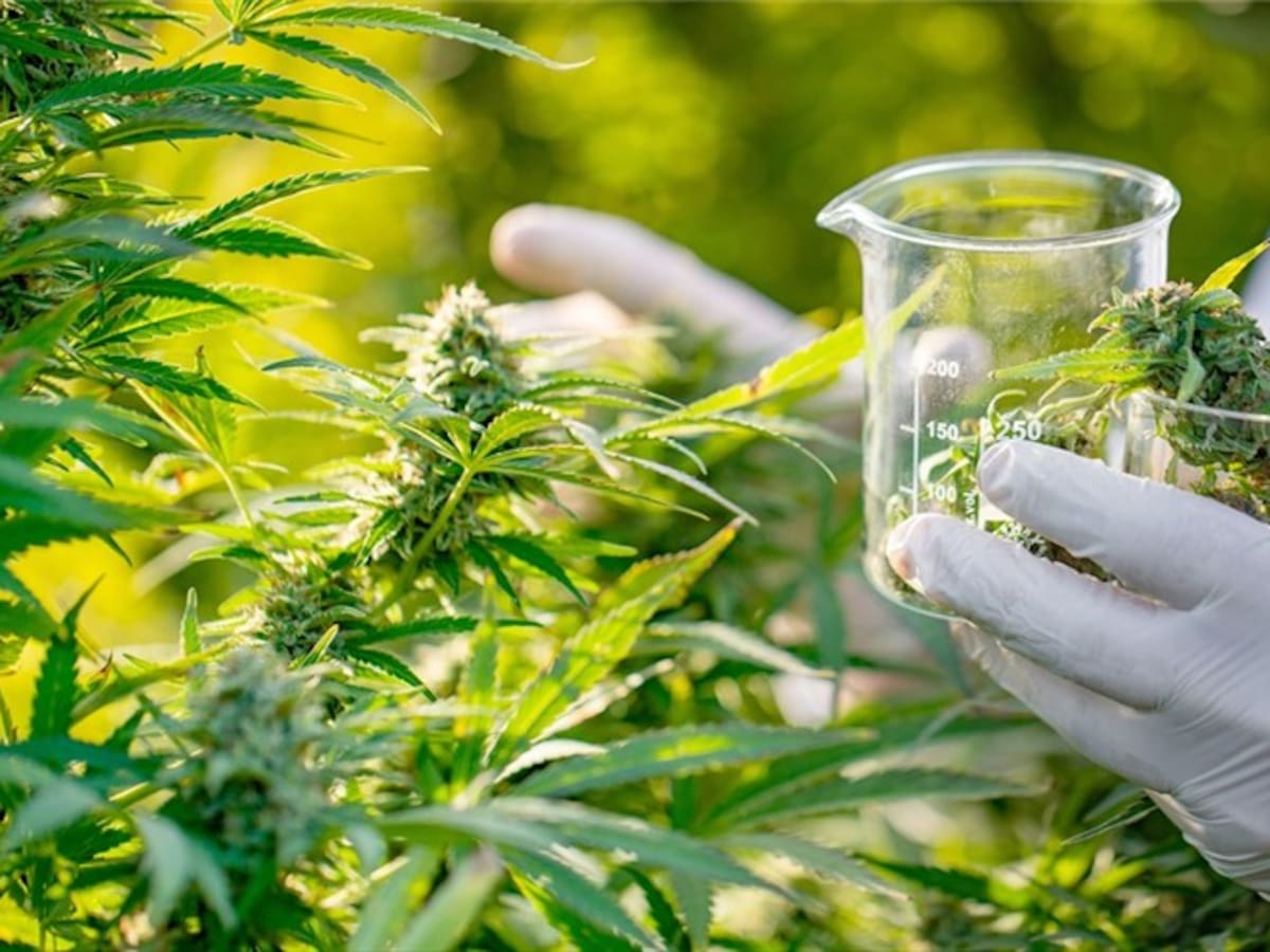 Business Daily, la conferencia anual de marihuana que se realizará en Las Vegas