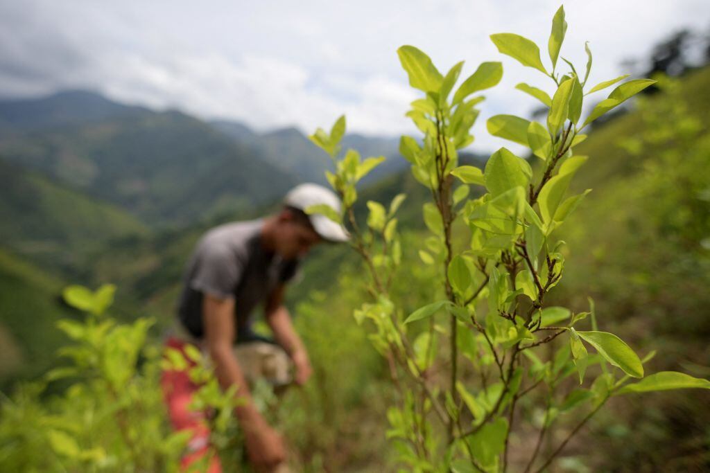 Cultivos de coca en Colombia, imagen de referencia. (Photo by RAUL ARBOLEDA/AFP via Getty Images)