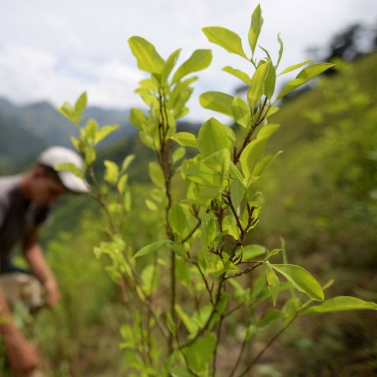 EE.UU. pide a Colombia mantener erradicación de cultivos y evitar máximos históricos