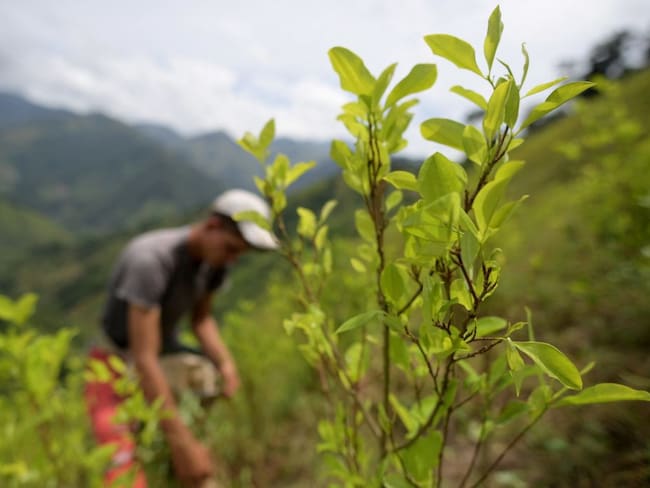 Cultivos de coca en Colombia, imagen de referencia. (Photo by RAUL ARBOLEDA/AFP via Getty Images)