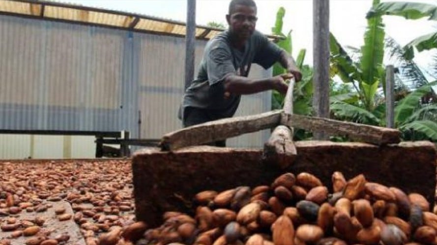 CACAO SANTANDER . Foto: TOMADO DE sanvicentedechucuri.com