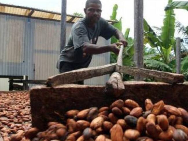 CACAO SANTANDER . Foto: TOMADO DE sanvicentedechucuri.com