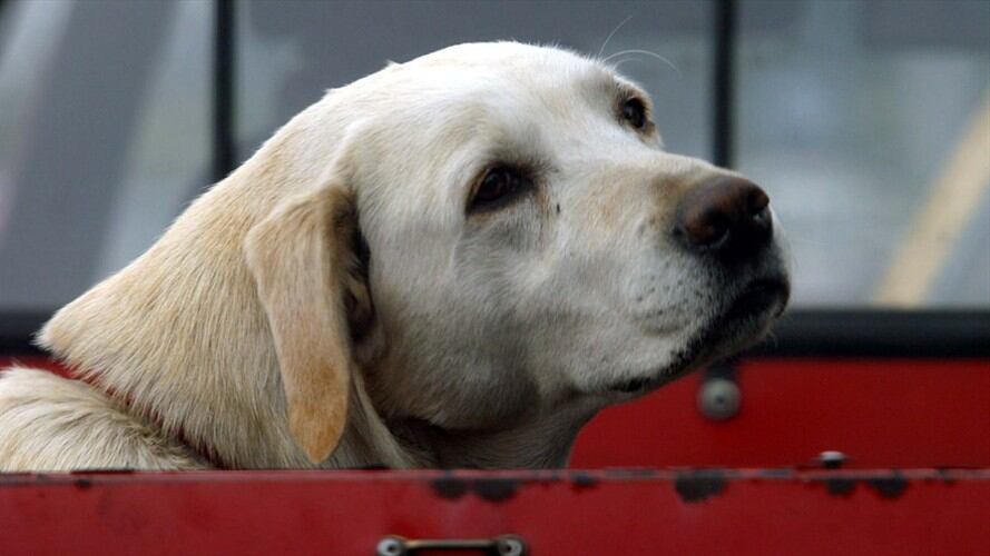 Debido a la “bulla” hasta altas horas de la noche, un grupo de ciudadanos anunció no tolerar más la situación e iniciar con la “aplicación de medidas drásticas contra perros y gatos”. Foto: Colprensa - Archivo